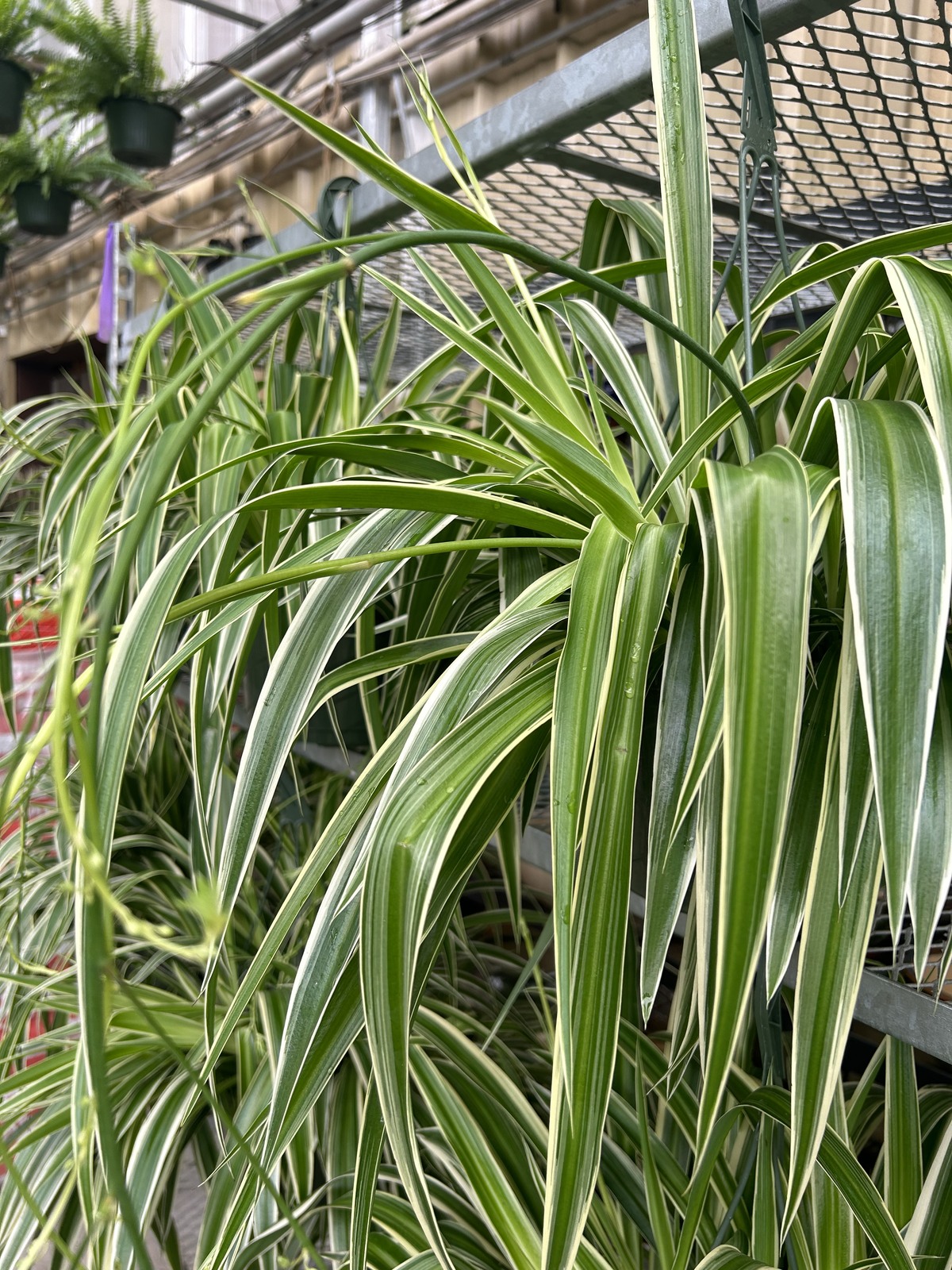 Spider plant